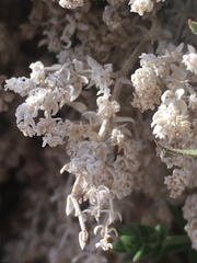 Galium stellatum eremicum