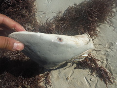 Carcharhinus porosus