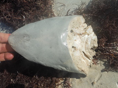 Carcharhinus porosus