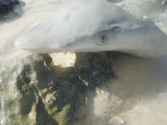 Carcharhinus porosus