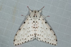 Lymantria marginalis