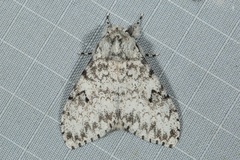 Lymantria hollowayi