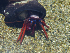Pagurus edwardsii