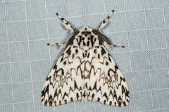 Lymantria subrosea