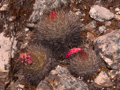 Matucana haynii