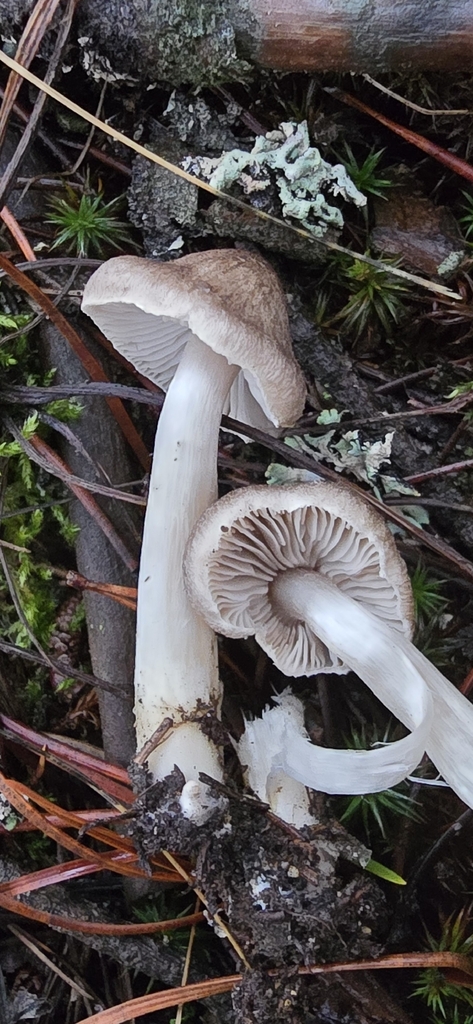 Tricholoma sp. 'terreum-IN01' · December 2025 · photo: © leannestacy (iNaturalist, cc0)