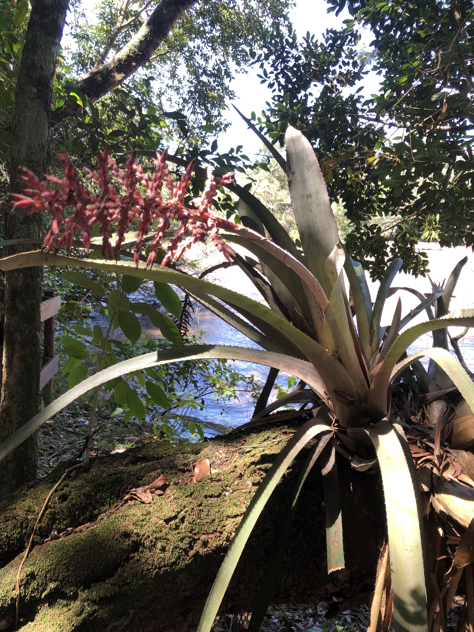 Aechmea distichantha