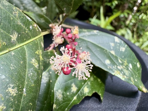 Rockinghamia angustifolia observed 2025-12-27