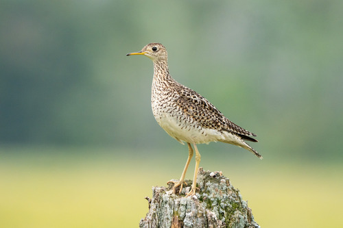 Correlimos batitú (Bartramia longicauda)