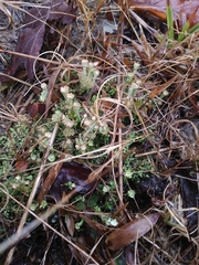 Cladonia rappii