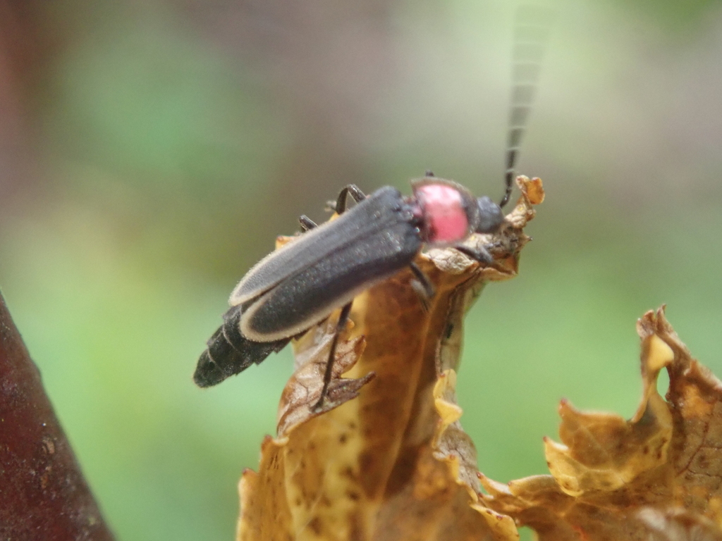 Pyractonema albomarginata