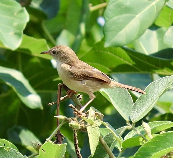 Short-winged Cisticola (Cisticola brachypterus), photo 5