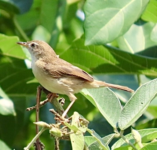 Short-winged Cisticola (Cisticola brachypterus), photo 6