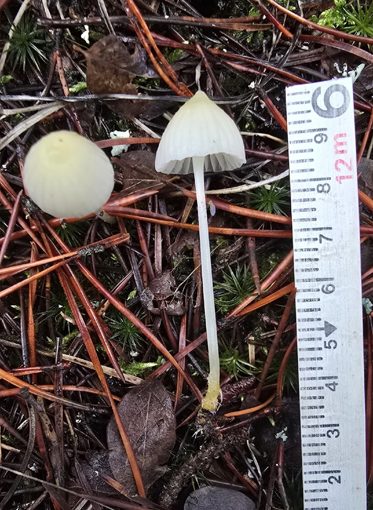 Mycena epipterygia · December 2025 · photo: © leannestacy (iNaturalist, cc0)