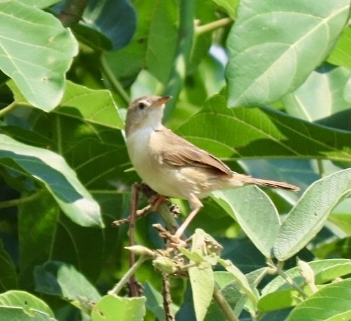Short-winged Cisticola (Cisticola brachypterus), photo 7