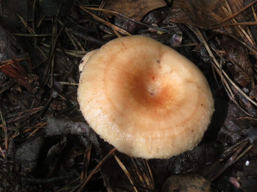Lactarius torminosus · August 2019 · photo: © repta (iNaturalist, cc-by)