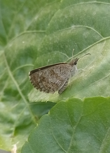 Sandy Skipper (Zopyrion sandace)