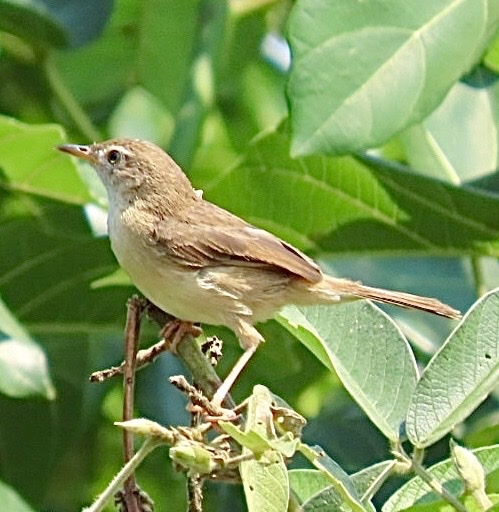 Short-winged Cisticola (Cisticola brachypterus), photo 4