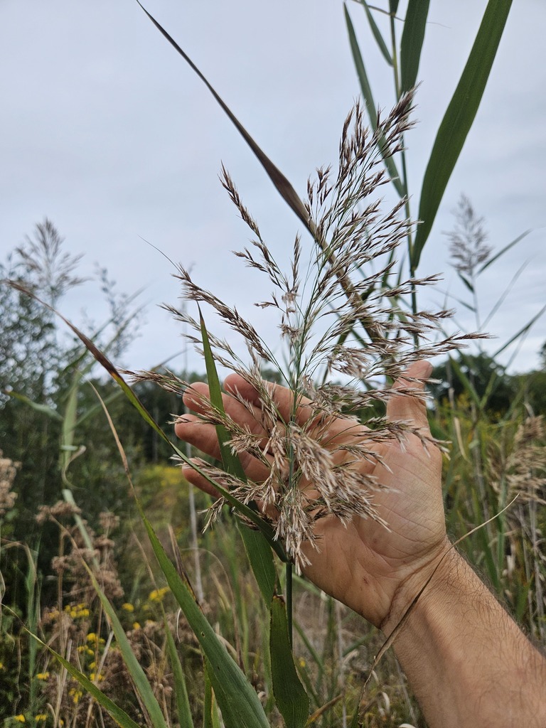 Common Reed Vermont common reed from Middletown, CT 06457, USA on September 21, 2024 at 12: ...