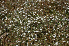 Samolus repens repens