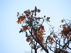 Erythrina falcata
