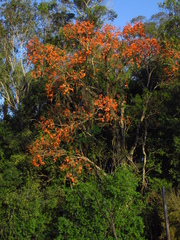Erythrina falcata