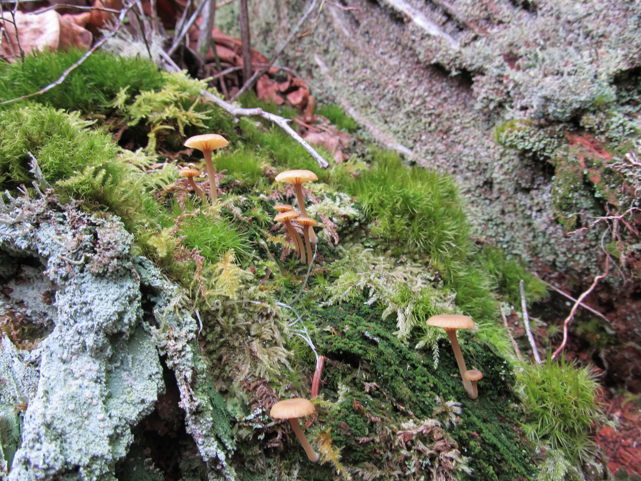 Lichenomphalia umbellifera image