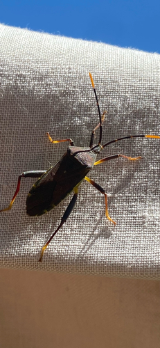 Amorbus atomarius