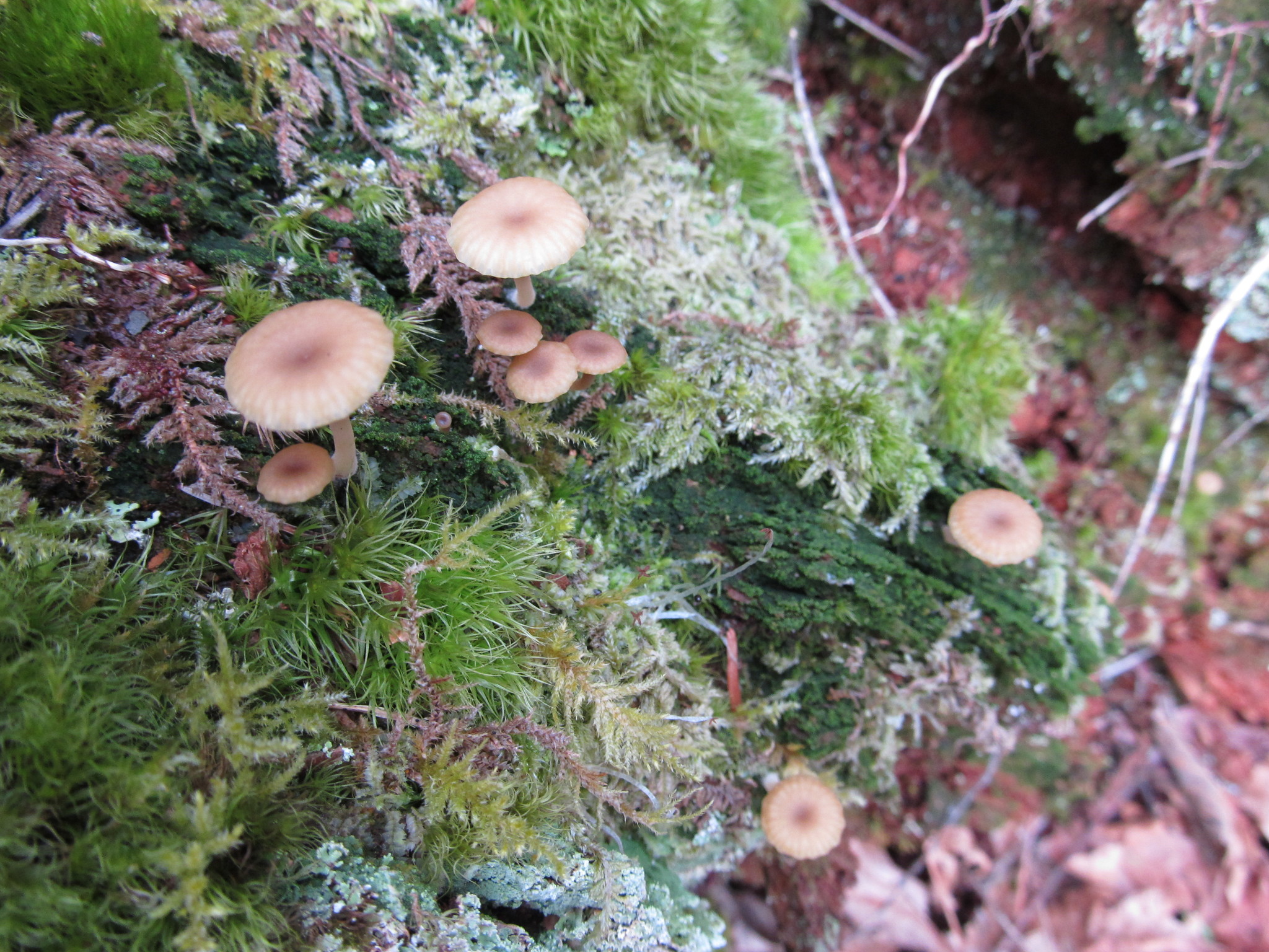 Lichenomphalia image