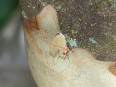 Electrostrymon endymion
