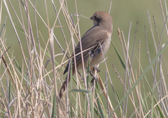 Lanius phoenicuroides