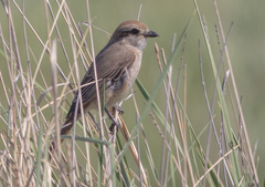 Lanius phoenicuroides