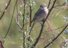Lanius phoenicuroides