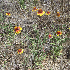 Gaillardia coahuilensis