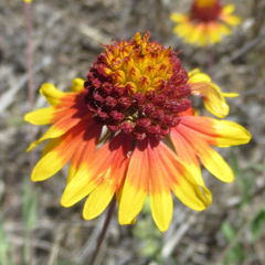 Gaillardia coahuilensis