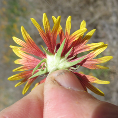 Gaillardia coahuilensis