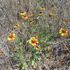 Gaillardia coahuilensis