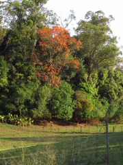 Erythrina falcata