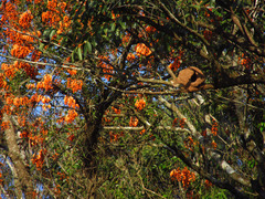 Erythrina falcata