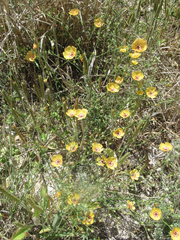 Linum berlandieri filifolium