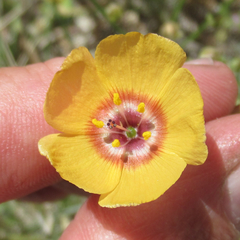 Linum berlandieri filifolium