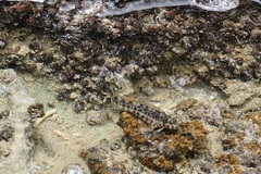 Christmas Rockskipper photo 3