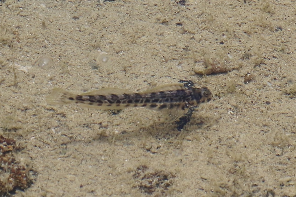 Christmas rockskipper (Praealticus natalis) — Blenniidae
