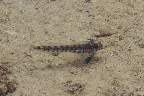 Christmaseiland-rotsspringer (Praealticus natalis) — Blenniidae