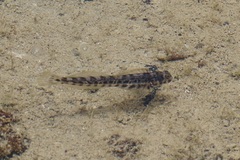 Christmas Rockskipper photo 4