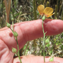 Linum berlandieri filifolium