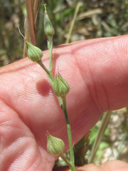 Linum berlandieri filifolium