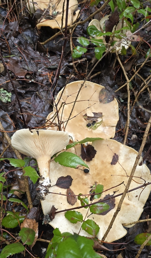 Aspropaxillus septentrionalis