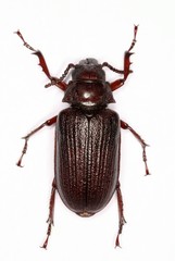 Cantharocnemis fairmairei