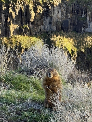 Yellow-bellied Marmot observed by teetertiptotterish